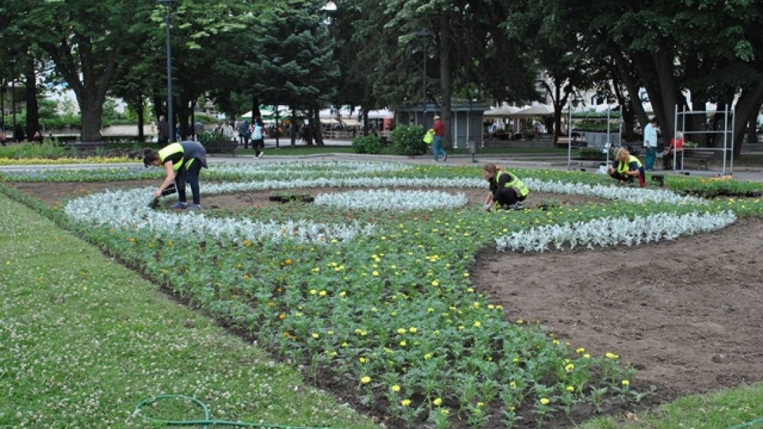 Започна лятното зацветяване на градинките в Русе