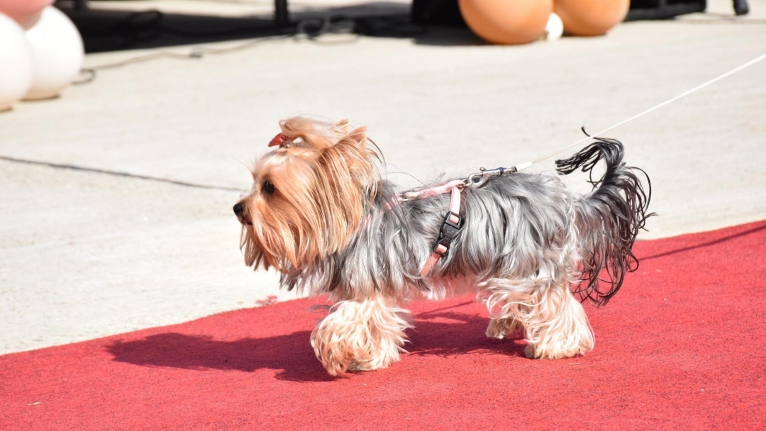 Над 70 животни дефилириха по червения килим на Парада на домашните любимци в Русе