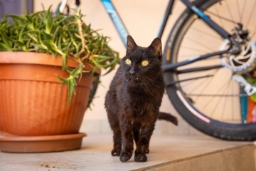 Започва кампания за преброяване на бездомните котки