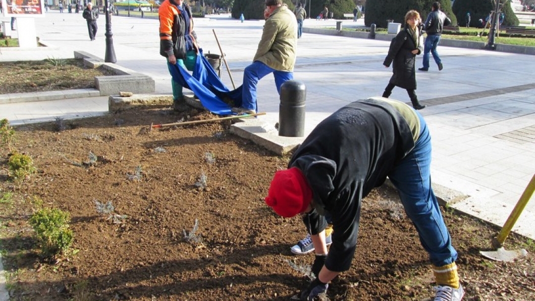 До броени дни стартира подновяване на растителността в паркове и градинки