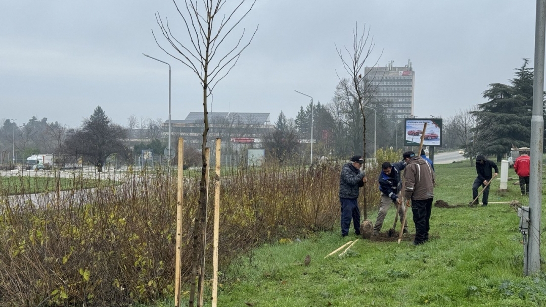 Кметът Пенчо Милков се включи в засаждането на 70 чинара по бул. „България“