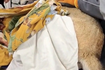 Стрелба от неизвестни лица рани куче от Общинския приют в Русе