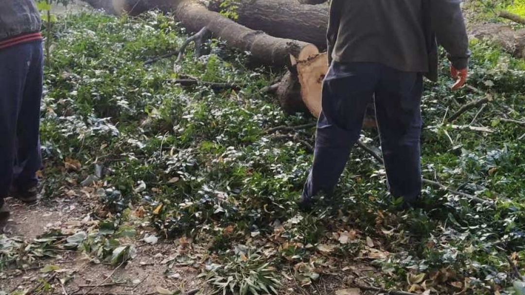 Общинско предприятие „Паркстрой“ с акция за разчистването на паднали клони и дървета след вчерашния силен вятър