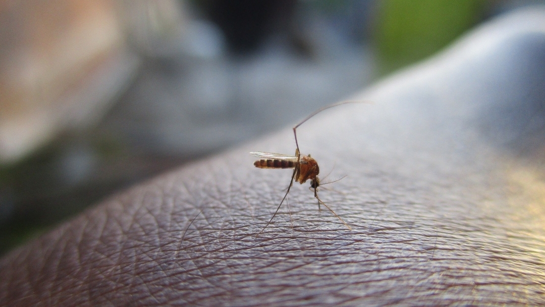 Пръсканията против комари и кърлежи продължават