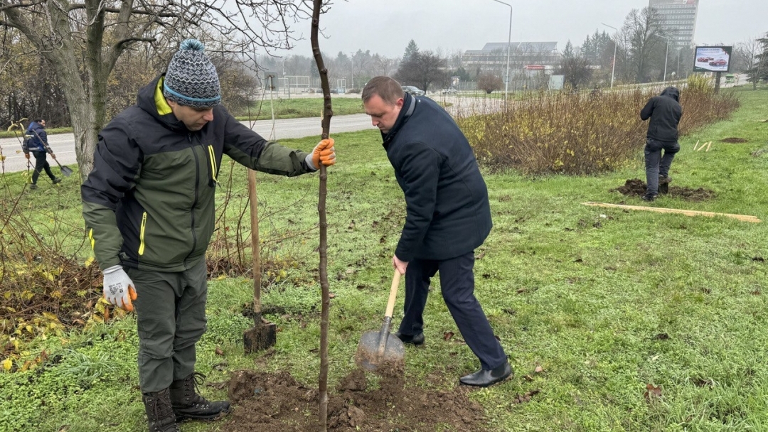 Кметът Пенчо Милков се включи в засаждането на 70 чинара по бул. „България“