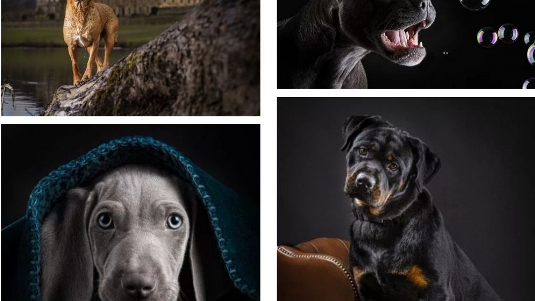 Кучета и котки от общинския приют в Русе стават модели на световно известен фотограф