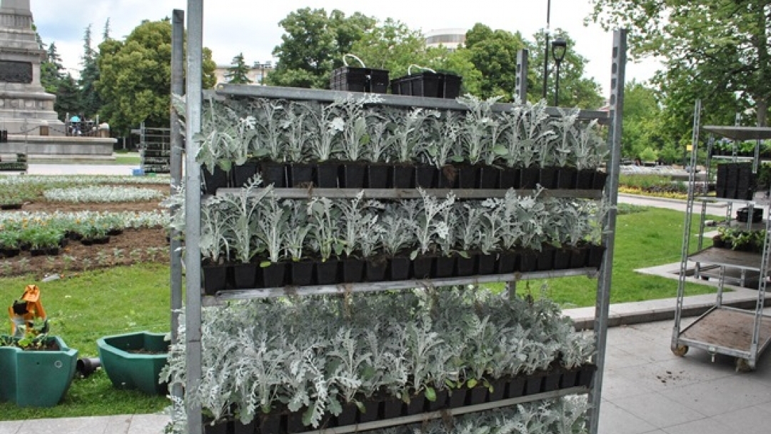 Започна лятното зацветяване на градинките в Русе