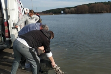 Клуб Feeder fishing Ruse днес зариби езерото в лесопарка 