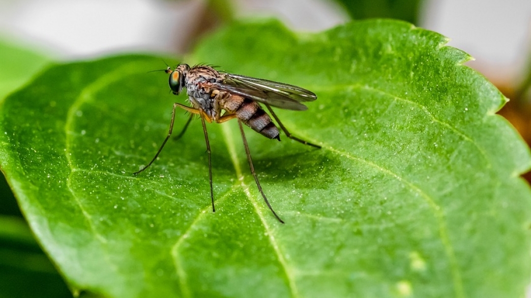 Продължава пръскането срещи комари и кърлежи на територията на Община Русе 