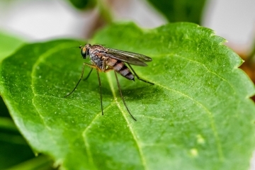 Продължава пръскането срещи комари и кърлежи на територията на Община Русе 