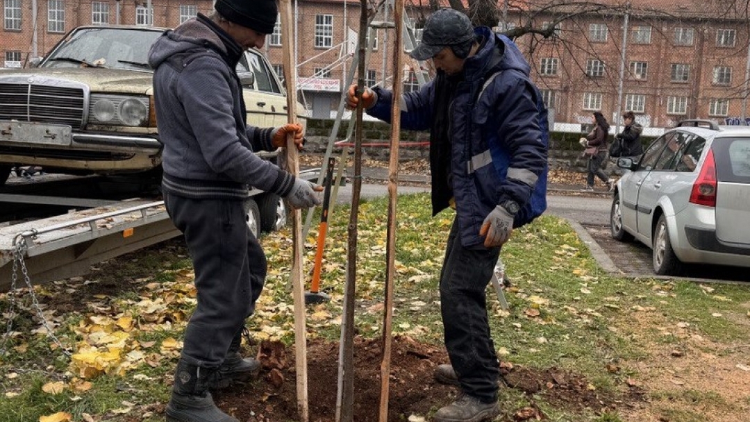 Още 30 нови дръвчета обогатяват зелените пространства в Парка на младежта