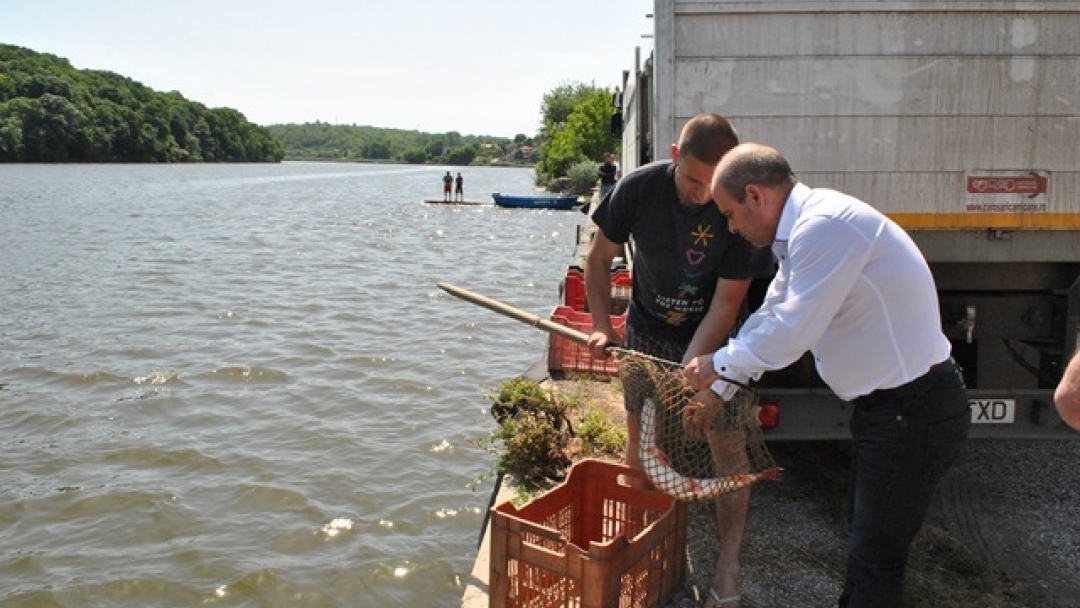 Над 800 едри шарана бяха пуснати в езерото в Лесопарка ‘Липник’