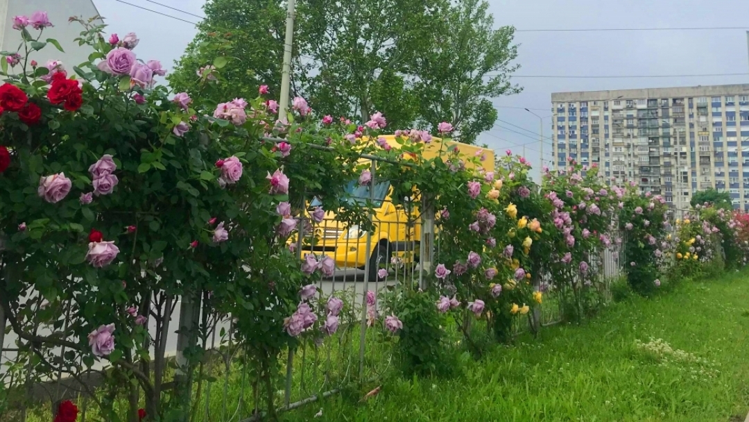 Четири сорта рози красят бул. „Липник“ при кръговото