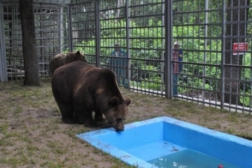 Община Русе прeдстави новия дом на мечките Бойка и Станди