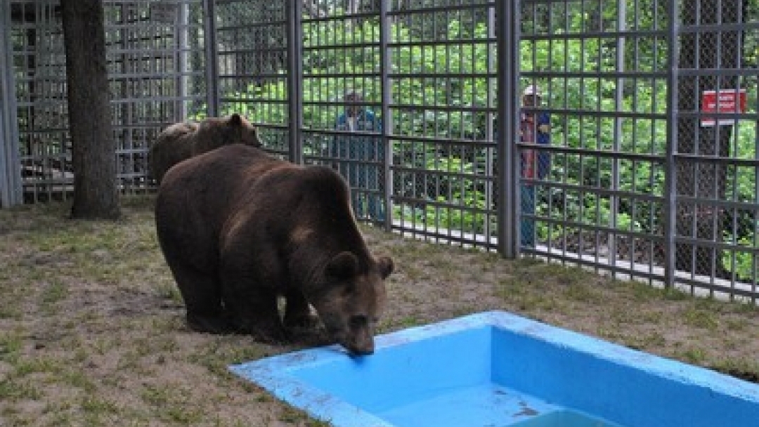 Община Русе прeдстави новия дом на мечките Бойка и Станди