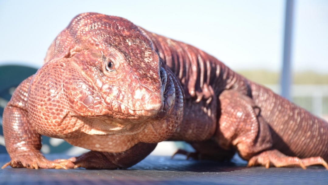 Над 70 животни дефилириха по червения килим на Парада на домашните любимци в Русе