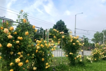 Четири сорта рози красят бул. „Липник“ при кръговото