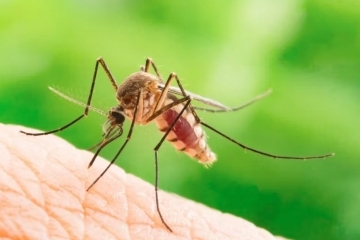 Извънредно пръскане срещу комари предстои днес в Русе
