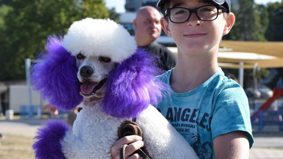 Над 70 животни дефилириха по червения килим на Парада на домашните любимци в Русе