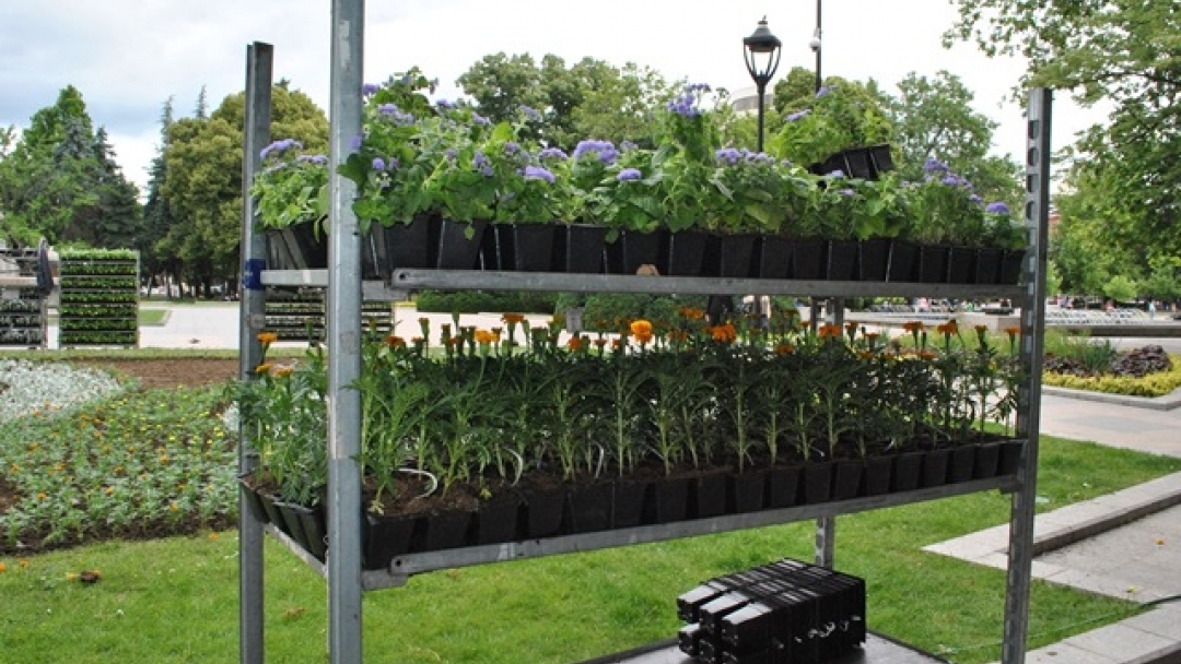 Започна лятното зацветяване на градинките в Русе