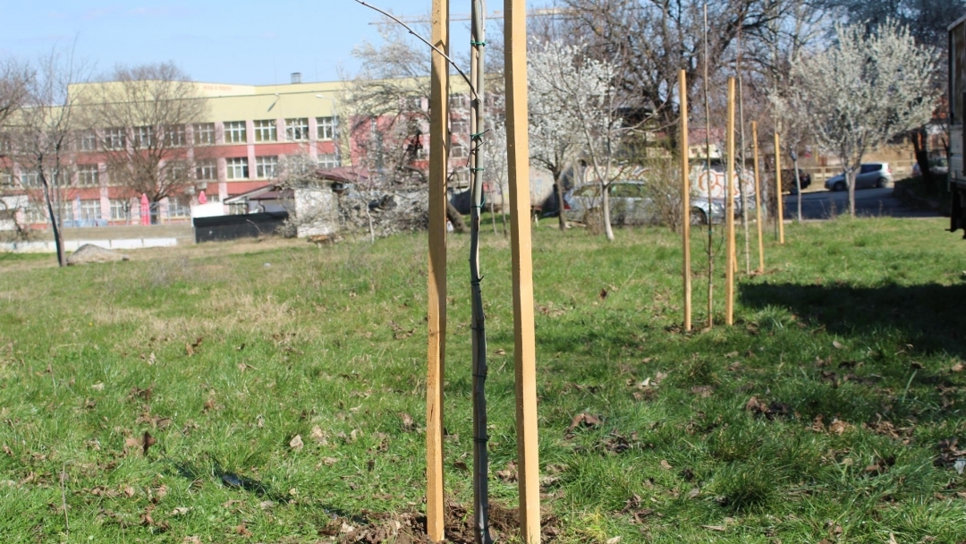 People from Ruse planted young trees in Ruse district. "Drujba 1"