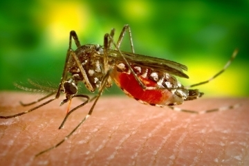 Нови пръскания срещу комари предстоят през следващата седмица
