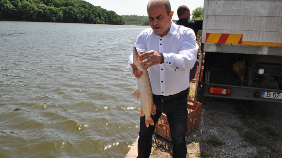 Над 800 едри шарана бяха пуснати в езерото в Лесопарка ‘Липник’