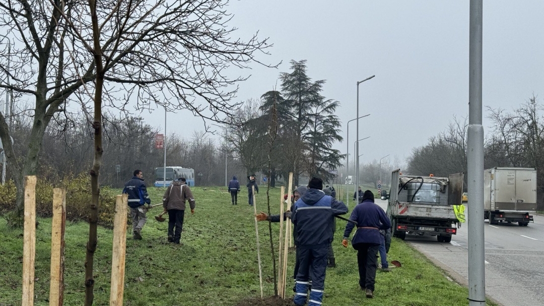 Кметът Пенчо Милков се включи в засаждането на 70 чинара по бул. „България“