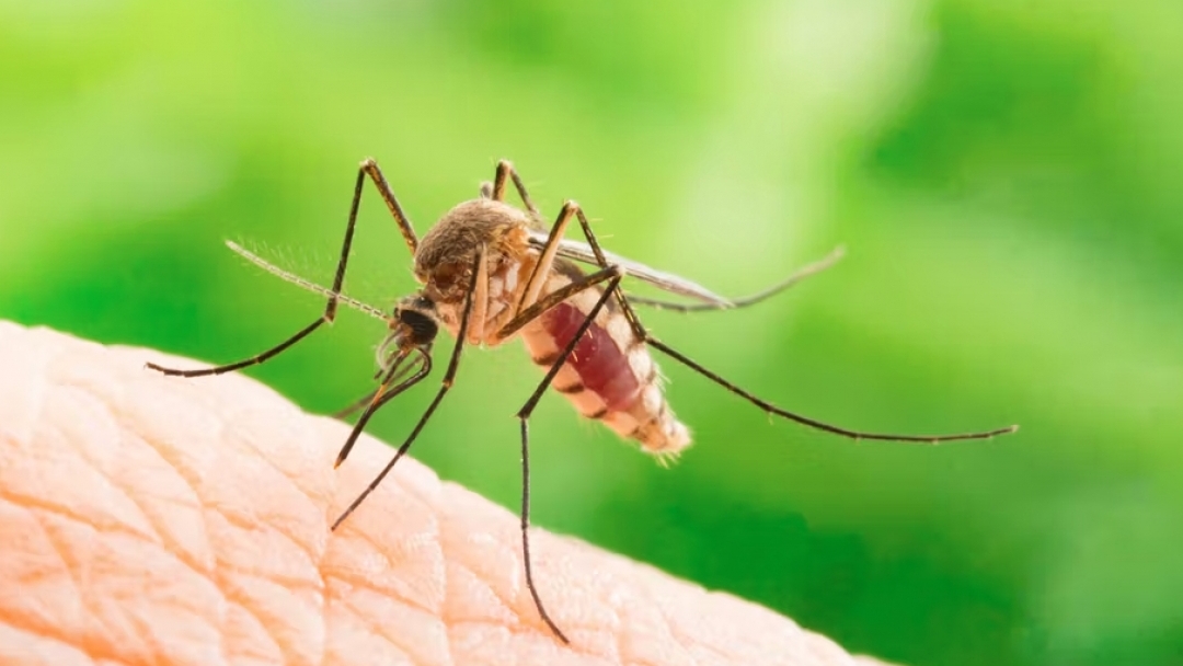 На 18 август предстои пръскане срещу комари на територията на община Русе