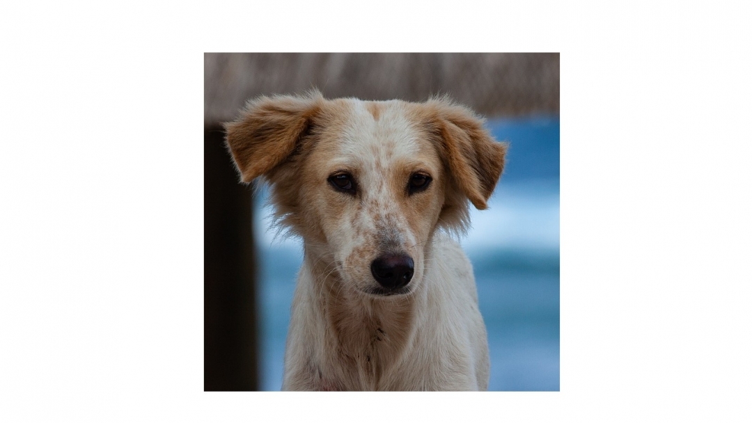 Община Русе започва кампания за безплатно чипиране и регистър на домашните кучета
