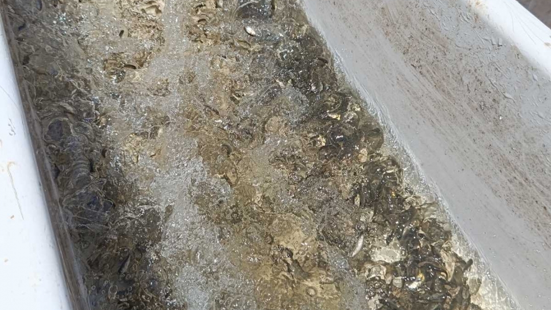 Ruse Municipality and EAFA stocked the lake in Lipnik