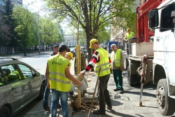 Община Русе залесява с кестени и акации
