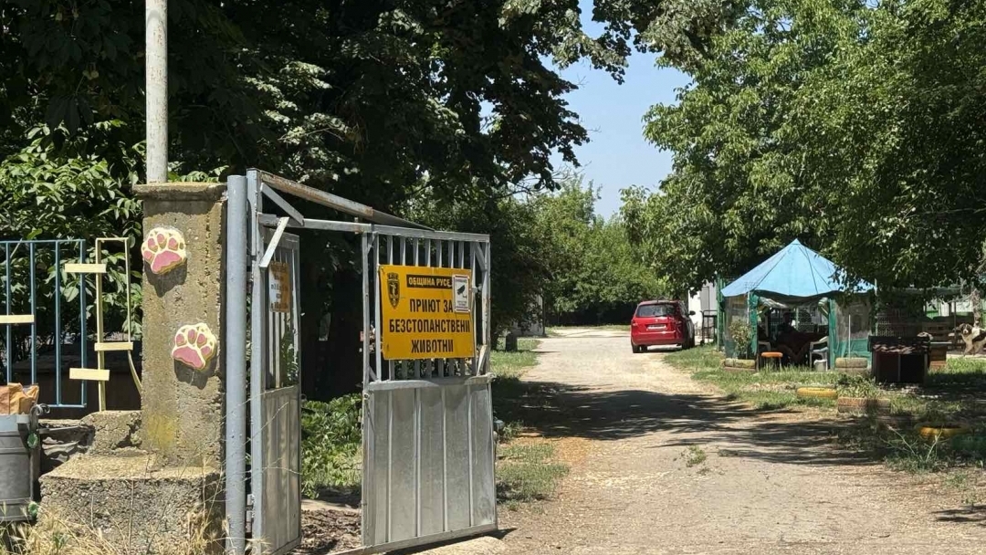 Общинският приют за безстопанствени животни в Русе търси ветеринарен лекар