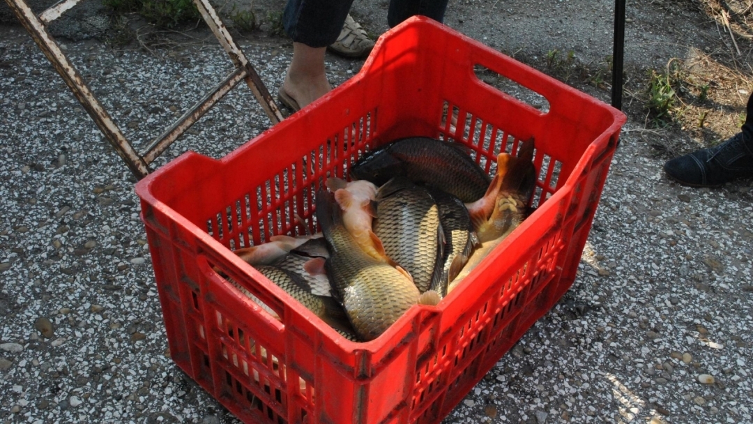 С 1 200 шарана зарибиха езерото „Липник“ край Русе