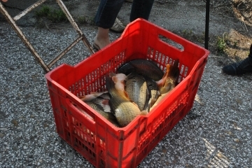 С 1 200 шарана зарибиха езерото „Липник“ край Русе