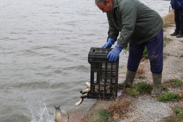 Езерото в Лесопарк "Липник" беше зарибено със 700 килограма амур