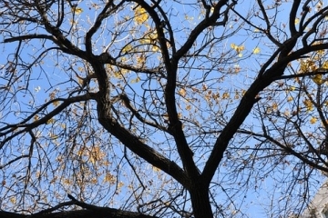 Санитарна резитба затваря част от ул. „Страхил Войвода“ на 26 ноември