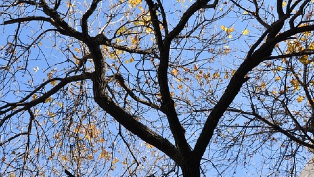 Санитарна резитба затваря част от ул. „Страхил Войвода“ на 26 ноември