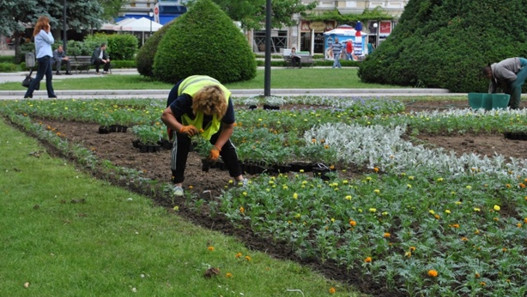 Започна лятното зацветяване на градинките в Русе