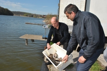 4500 броя толстолоб пуснаха в езерото на Лесопарка