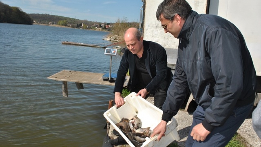 4500 броя толстолоб пуснаха в езерото на Лесопарка