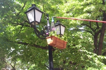 Каскадни цветя украсиха центъра на Русе предпразнично 