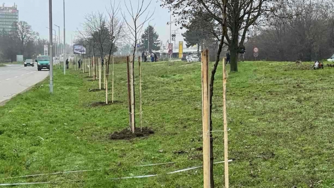 Община Русе събира предложения за нови места за засаждане на дървета  