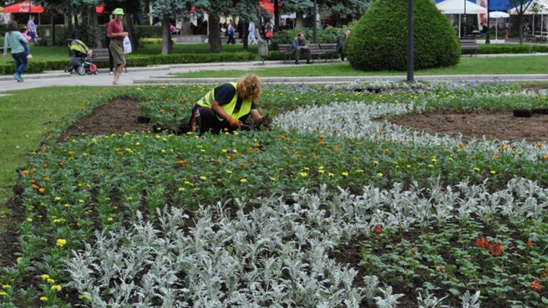 Започна лятното зацветяване на градинките в Русе