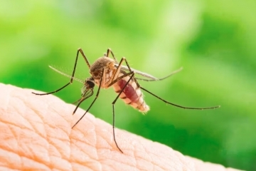 В късните часове днес ще се извърши пръскане срещу комари на територията на с. Николово и Лесопарк Липник