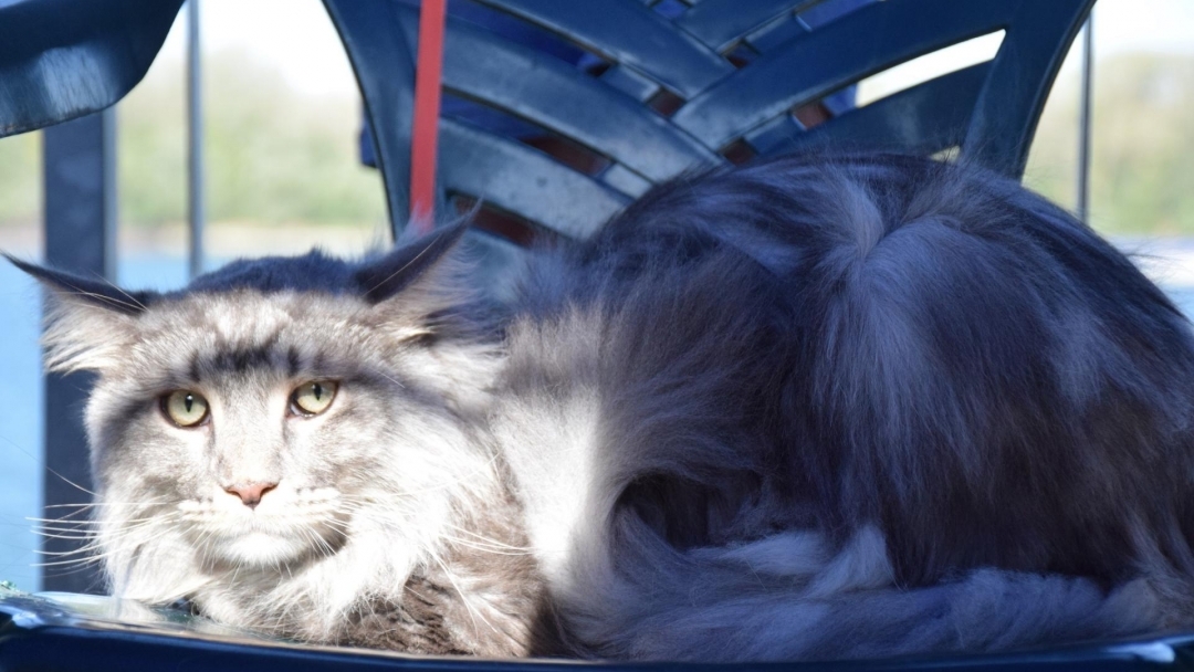 Над 70 животни дефилириха по червения килим на Парада на домашните любимци в Русе