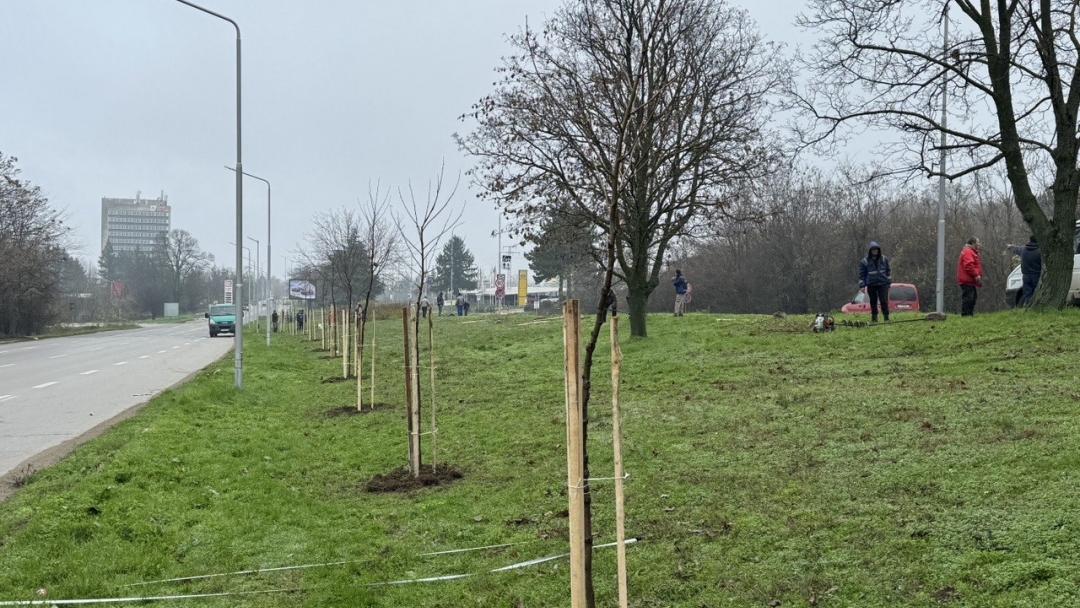 Кметът Пенчо Милков се включи в засаждането на 70 чинара по бул. „България“