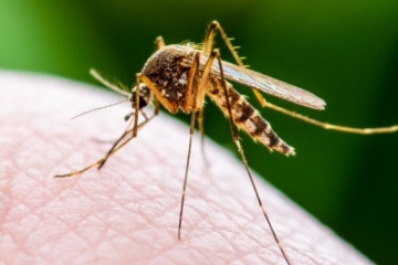 Предстои пръскане срещу кърлежи, бълхи и комари през следващата седмица
