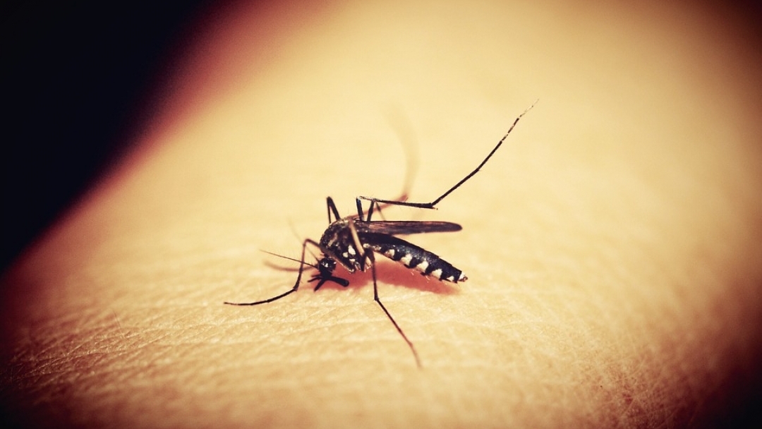 Пръскането срещи комари на територията на Община Русе продължава