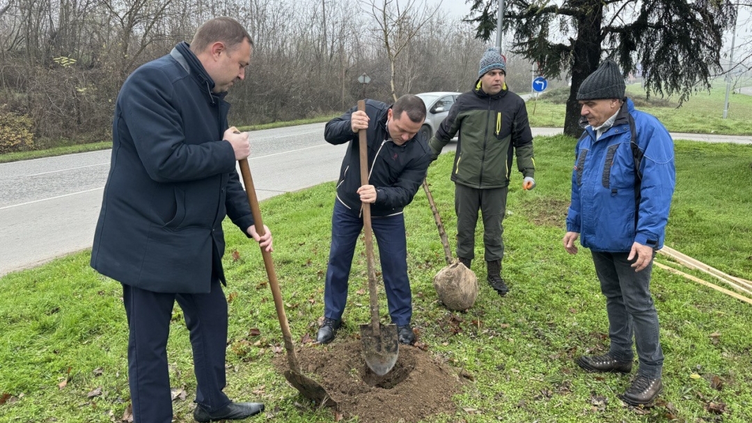 Кметът Пенчо Милков се включи в засаждането на 70 чинара по бул. „България“